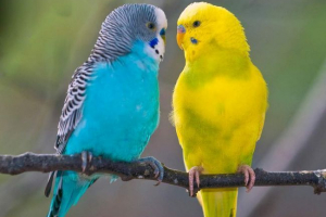 Jak ustalić, jak seks twój ptak? Jak ustalić, jak seks twój ptak?